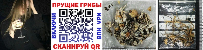 Псилоцибиновые грибы Psilocybe  Купить  Михайлов 